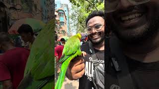 Rainbow lorikeet the talking parrot.