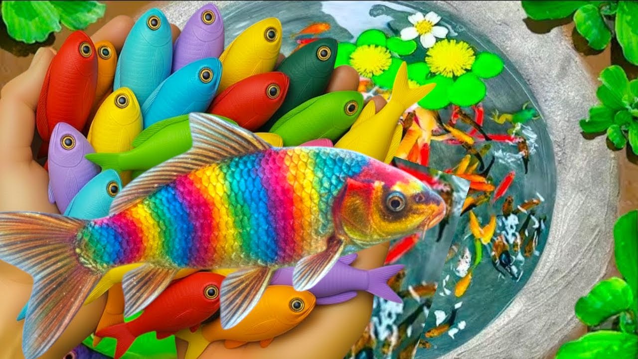 Catch Wonderful Colorful Ornamental Fish In Colorful Surprise Giant Eggs, guppy, pufferfish, koi🐠🐠🐠🐠