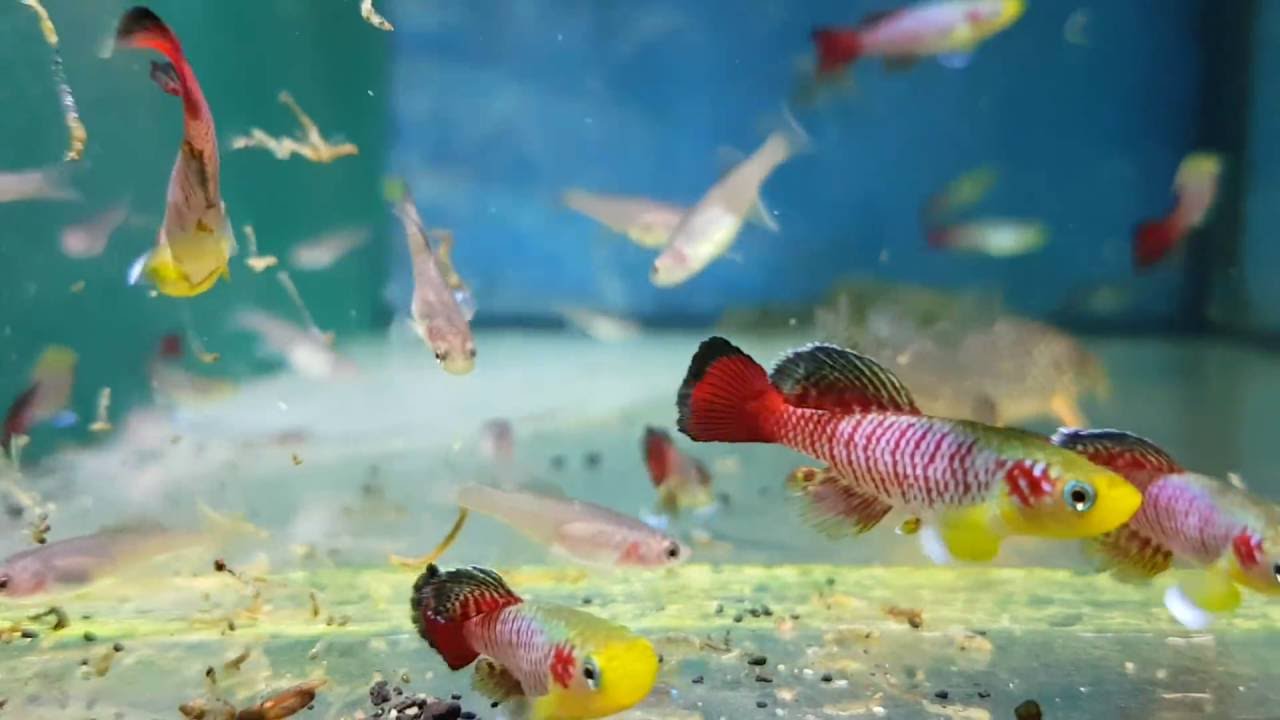 Nothobranchius guentheri 3-4 cm (3729)