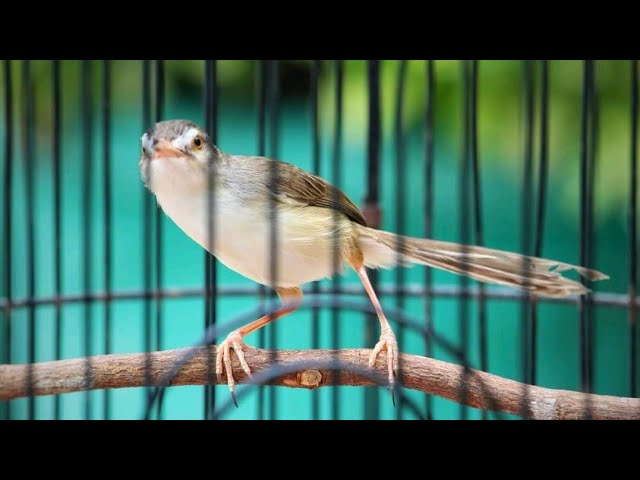 Ciblek Sawah Gacor Ngebren Cililin Speed Rapat | Cocok Buat Masteran Burung Anda class=