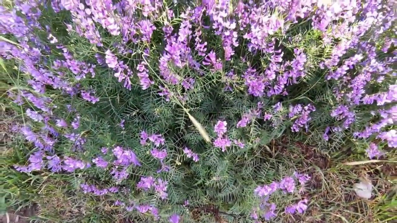 Sivas Yıldızeli Çobansaray Köyü