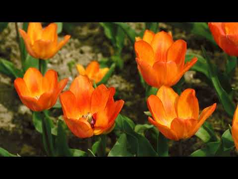 مامعنى النحيب