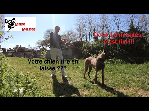 Vidéo: Apprenez à votre chien un cours de maternelle