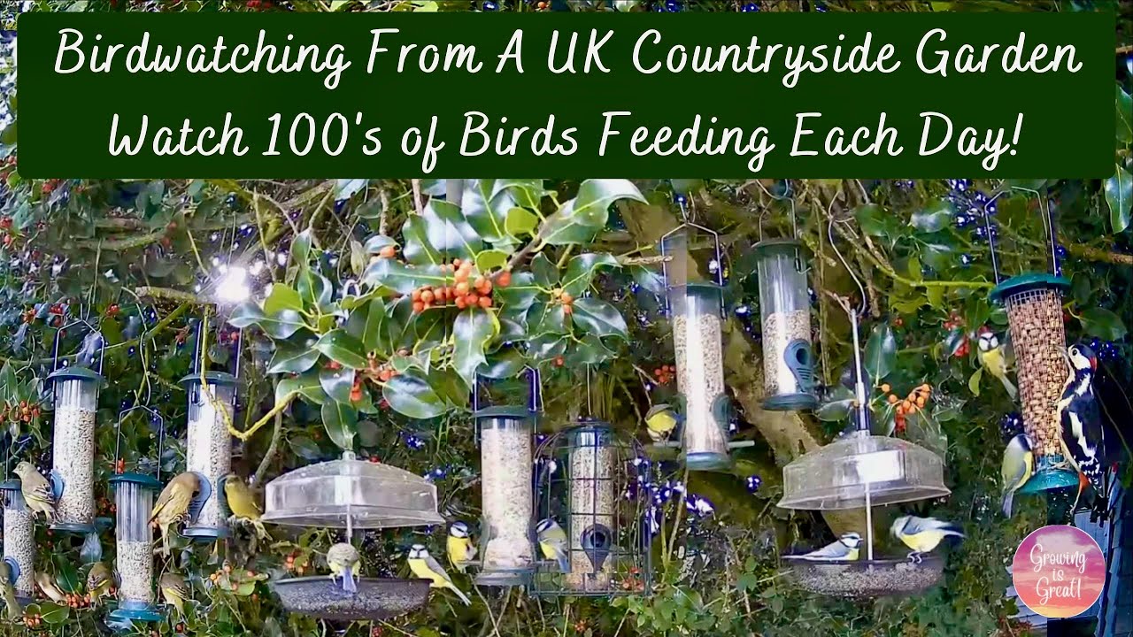 Starlings, Tits, Finches, Robins, Woodpeckers Other Birds: Daily BirdFeeding Live In UK Garden 148:2