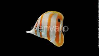 Butterfly Fish | Motion Graphics - Envato elements