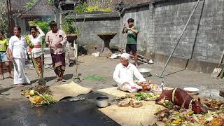 Bogil & Desi megedong gedongan