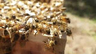 Honey Bee Swarm in the NC Foothills 3/21/22
