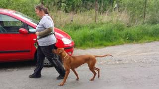 Connie Procházka 20.5.2017