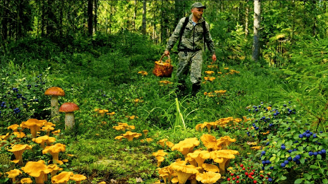 Грибник зашел в ЛЕТО и ОБАЛДЕЛ! Один в БЕРЕЗАХ такого НЕ ОЖИДАЛ! Грибы и Лес Сказочная Карелия