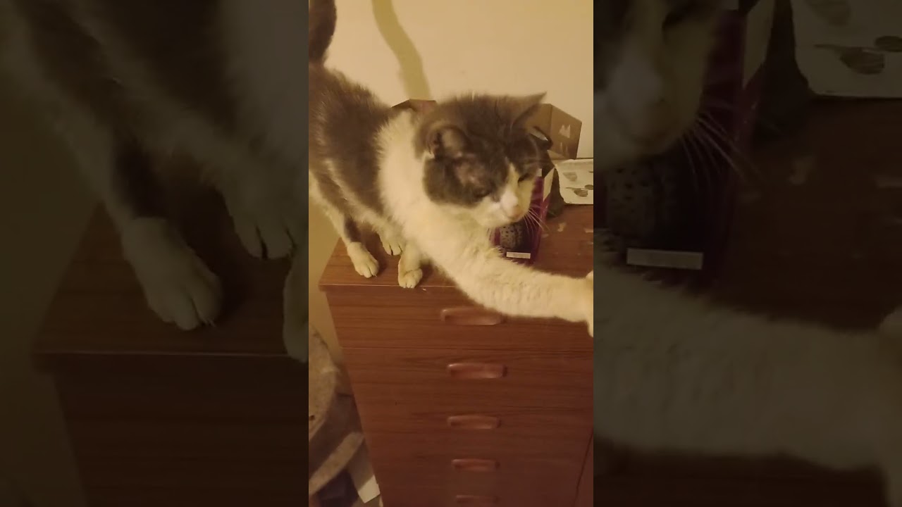 @hedgewatch8636 bit of feeding time and a very vocal Thebe, but no hello this time #feedingtime 