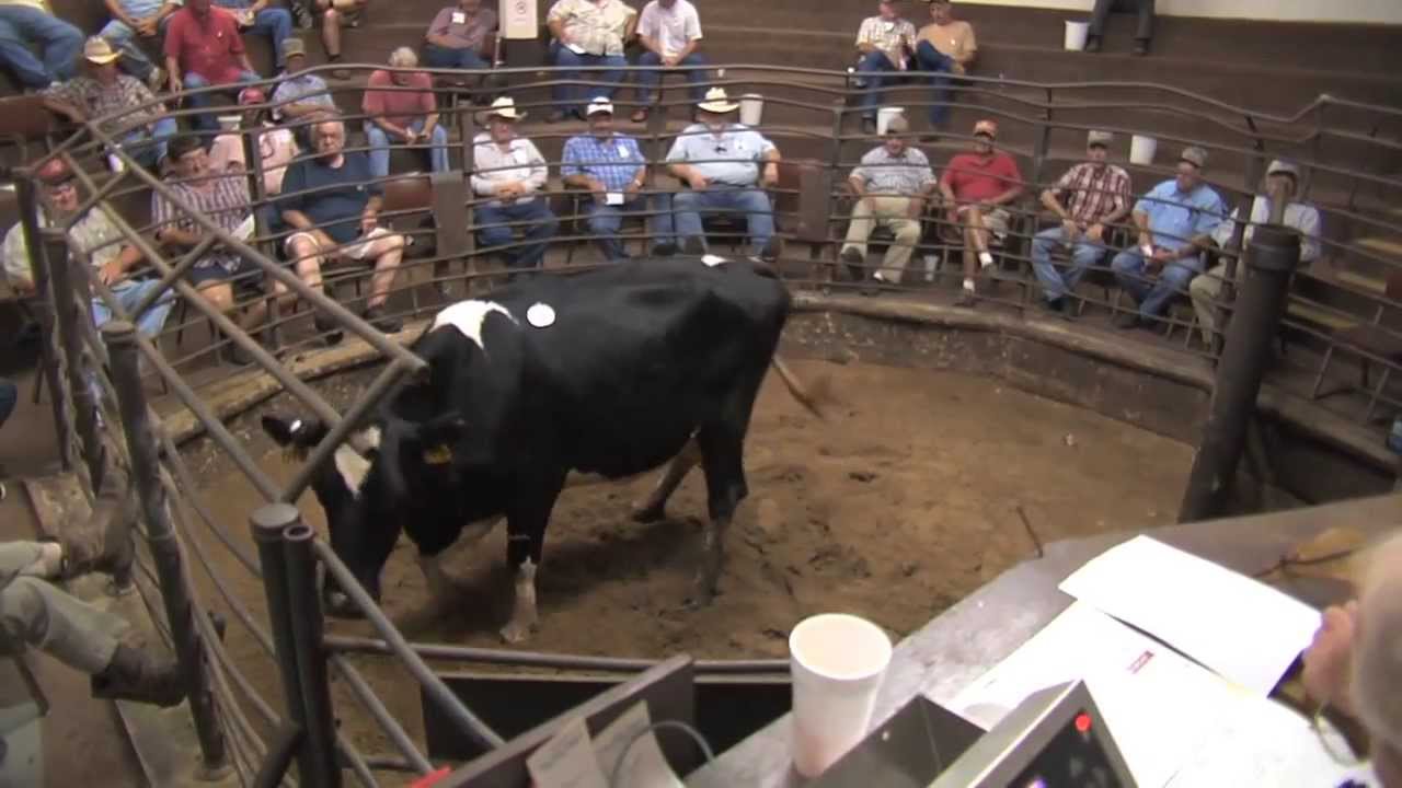 ThirdGeneration Stockyard & Auction Benefits Local Producers YouTube