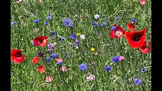 Perennial Flower & Vegetable Garden Tour - 8 June 2024 - Zone 5b.