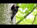 Trailer - Leben im Bannwald der Schwarzspecht (Kurzfilm)