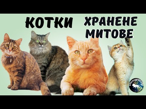 Видео: Как да изчислим колко мокра храна за хранене на котка