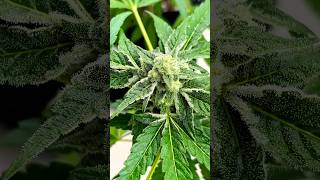 END GAME R2S1, ervas finas seed bank 35 dias de flora vaso 25 litros outdoor.