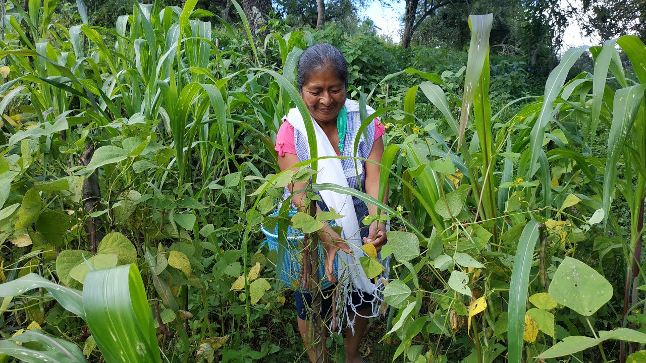 De la cosecha de ejotes de mi esposo preparo una rica salsa con carne de res