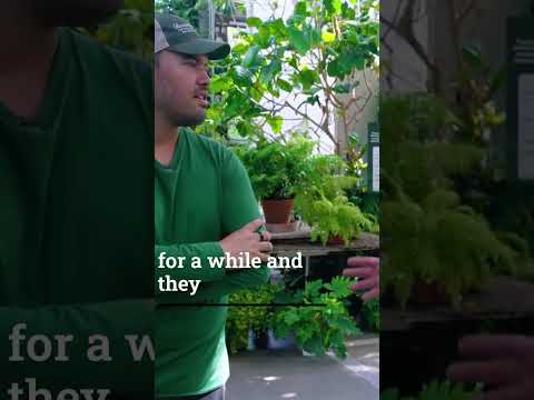 Vídeo: Cura de la begonia Rex d'interior: com cultivar la begonia Rex com a planta d'interior