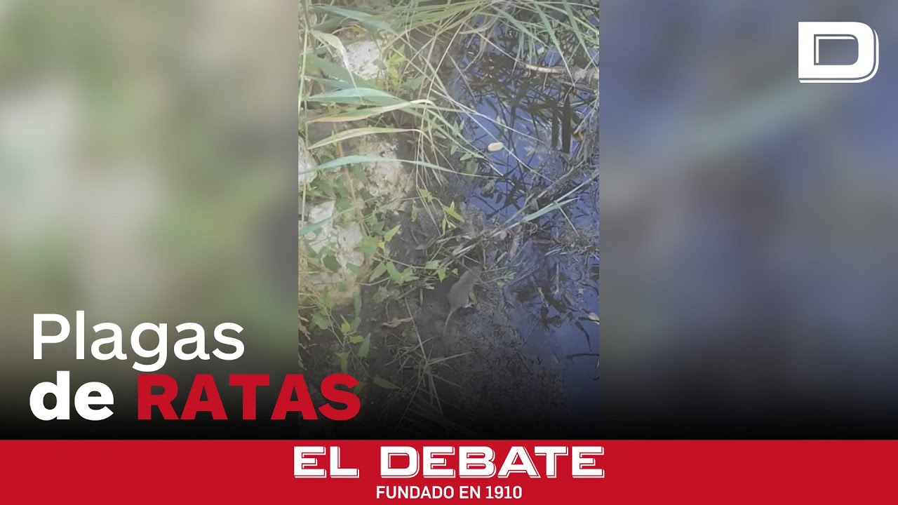 Plaga de ratas en el barrio malagueño de Campanillas: «Están pariendo y ...