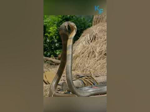 Кобра - YouTube