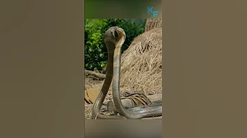 Кобра