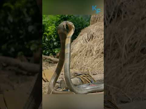 Видео: Кралска кобра в дивата природа