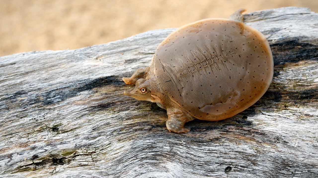 Herping WI - Hatchlings (Season 4/Episode 7)