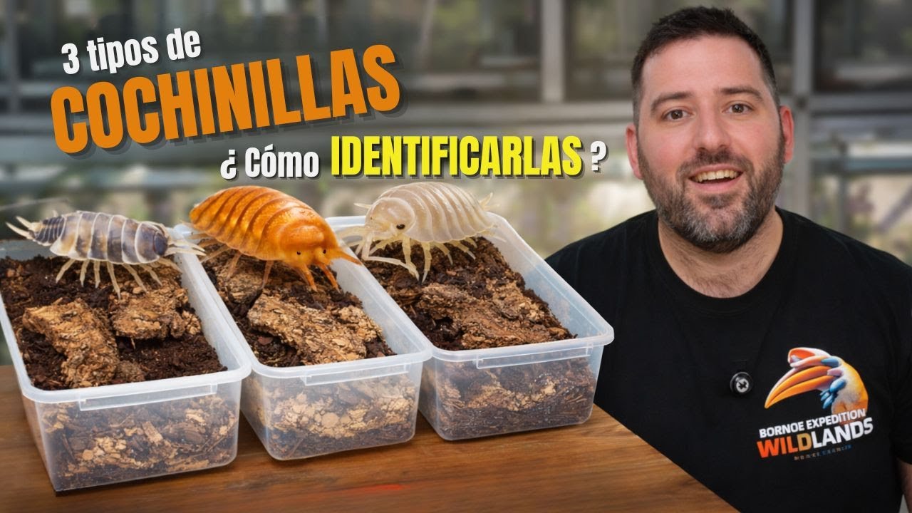 Preparamos 3 CULTIVOS de COCHINILLAS 🪲 y te enseñamos a SEXARLAS ♂️♀️ 🔬 | KANAKY VLOG #194