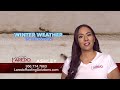 Laredo Roofing Pest Damage