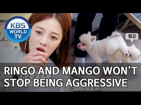 Ringo and <strong>Mango</strong> <strong>won</strong>&amp;#39;t stop being aggressive [Dogs are incredible/ENG,CHN/2020.05.06]