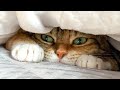 【人気の猫写真 2025年8月】NEKOくらぶ Aug/2025 ~ネコ好きはヤメラレナイ~