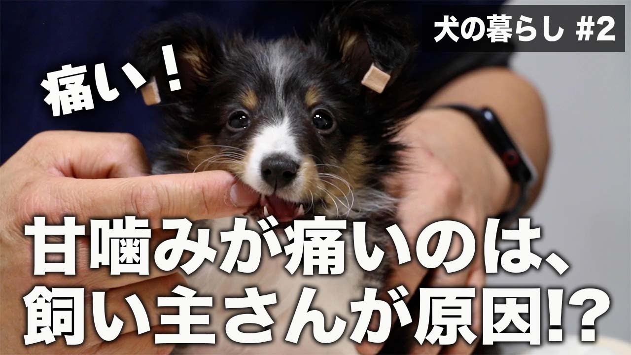 犬の暮らし 2 正しい甘噛みの教え方 伝授します Youtube