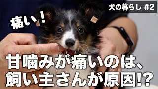 犬の暮らし 2 正しい甘噛みの教え方 伝授します Youtube