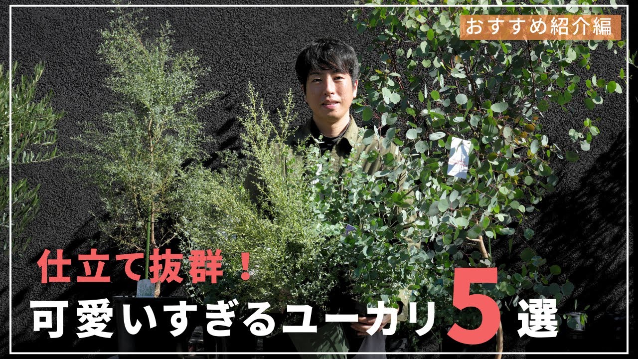 So cute!] Introducing 5 adorable eucalyptus plants you'll want to