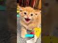 Tiny Kitten acts shocked - Cat Trend 🔥 Crazy Moment!