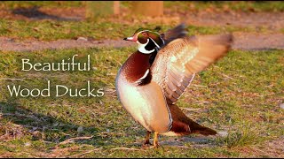 Beautiful Wood Ducks 🦆