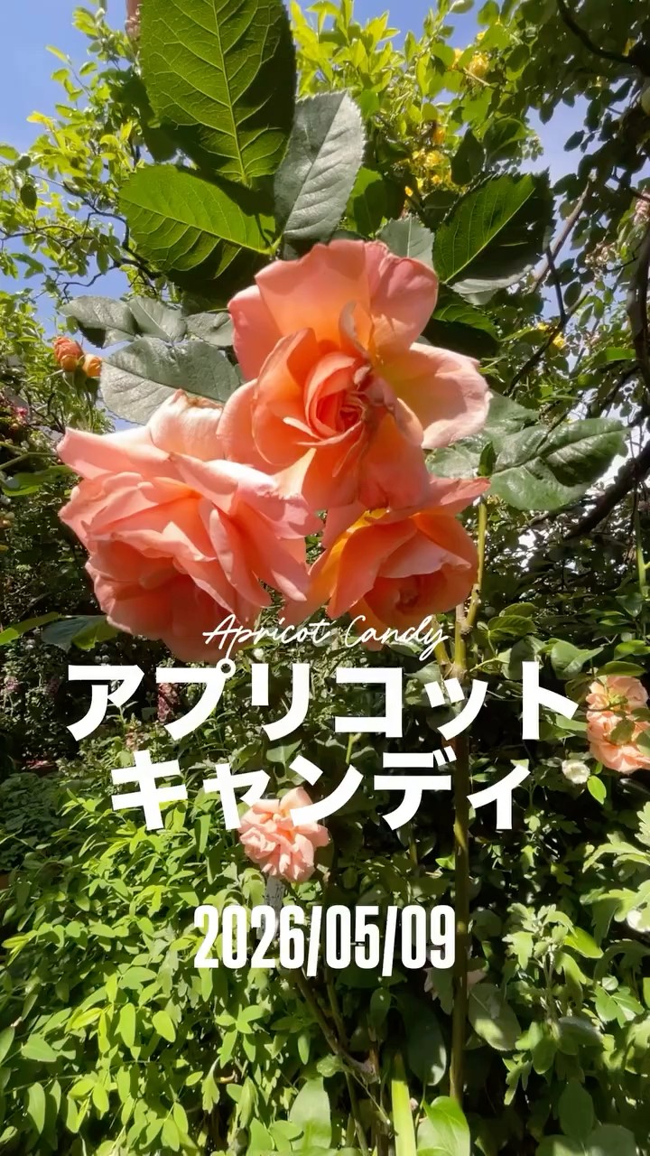 Apricot Candy (May 9, 2026) A bush rose by Meilland. A French rose