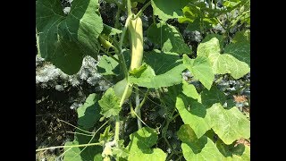 How to Prune Pumpkin Plants for Best Production