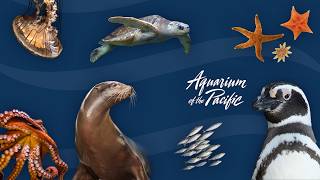 Extreme Animal Sizes (Gr K-5)