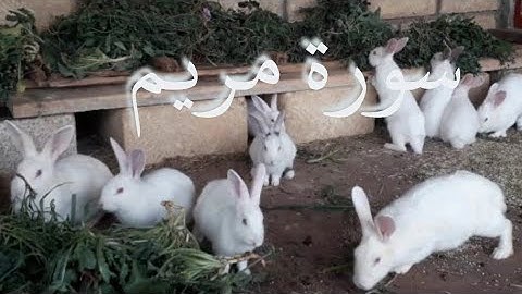 سورة مريم... تلاوة خاشعة مؤثرة عطرة للقارئ الشيخ محمد عبادة