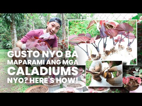 Video: Caladium Houseplant Care: Paano Aalagaan ang Caladium sa loob ng bahay