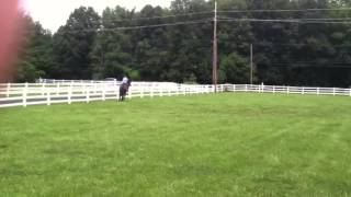Sale - nemo - flat work