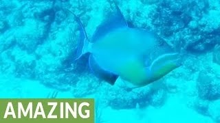 Beautiful Queen Trigger Fish in the BVI