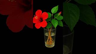Easily grow seedlings of the Java tree by hydroponic method by cutting branches in water. #foryou