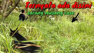 Berburu Musang Rase Dengan Anjing Pemburu
