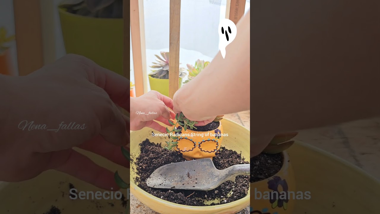 Sucu-arreglo de calavera. 