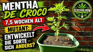 Mentha de Croco, ja die Sorte entwickelt sich echt anders wie ich es erwartet habe..