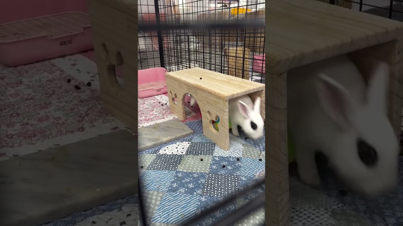 【未開放認養】西西 縮圖