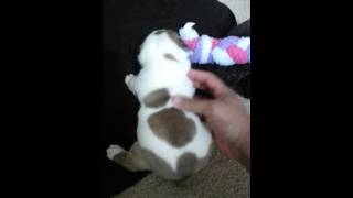 English bulldog puppies learning to walk