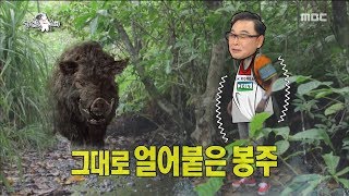 [HOT]run into a wild boar,라디오스타 20190102