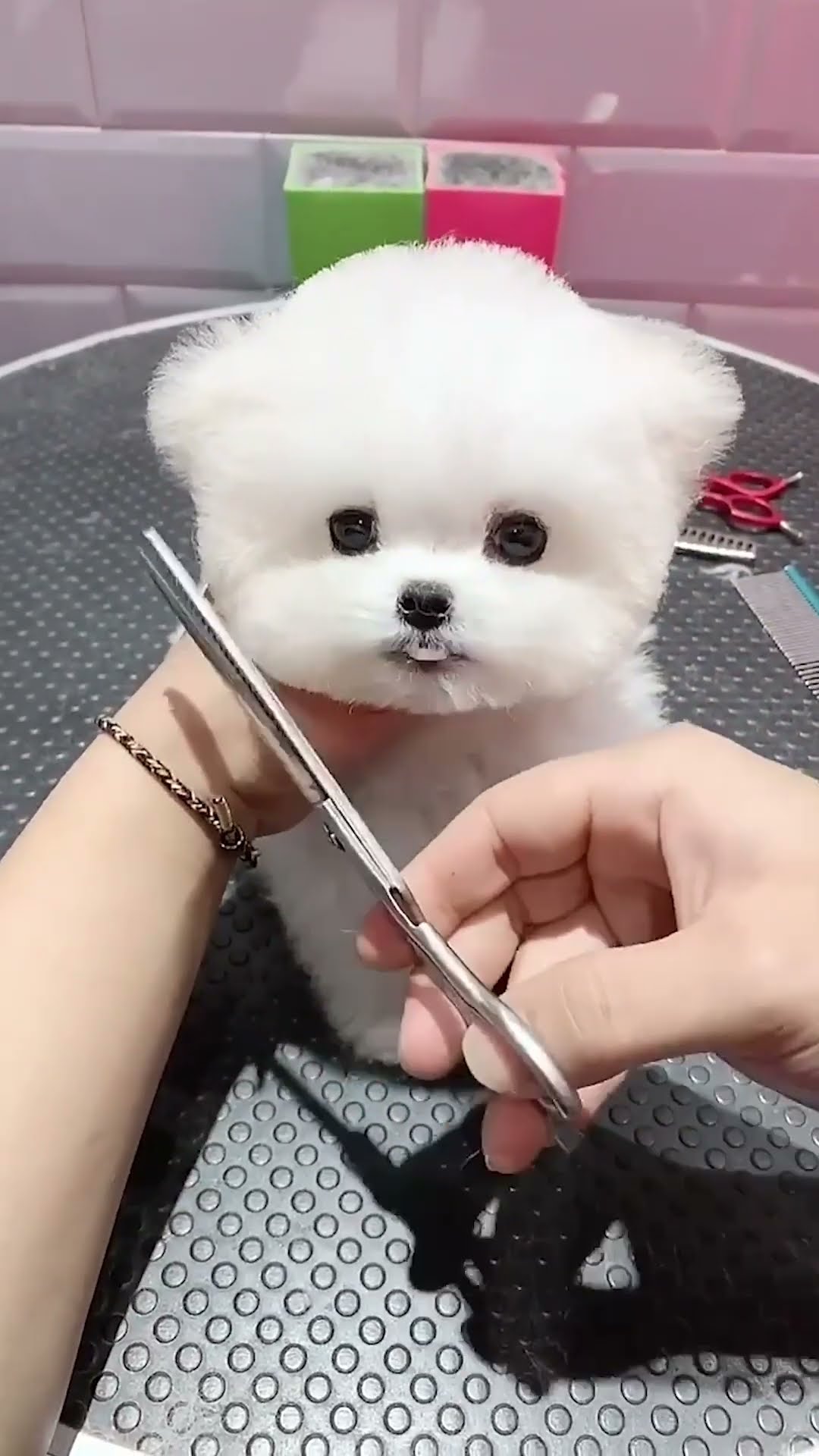 ✂️? #puppy